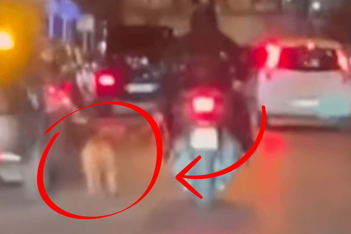 Un cane trascinato da uno scooter in movimento nel traffico