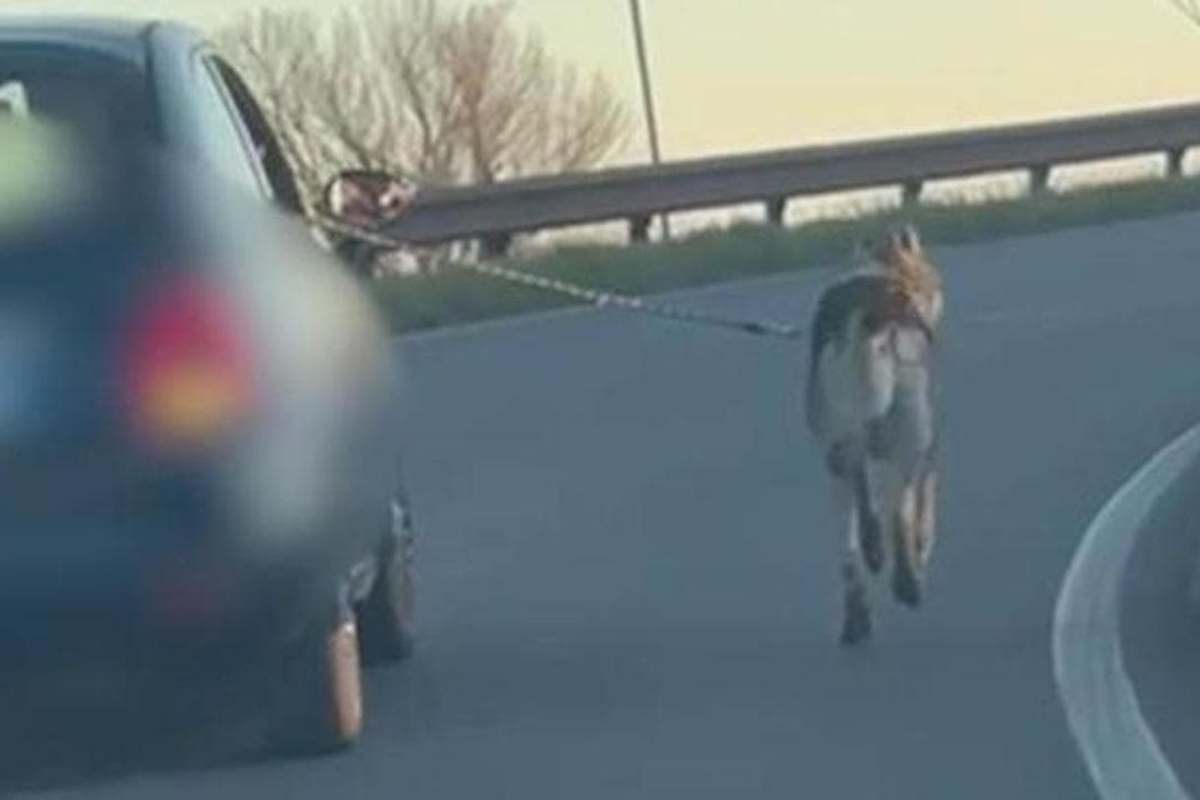 cane trascinato da un'auto in movimento su un cavalcavia